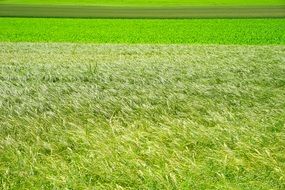 Landscape of green grass field