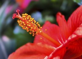 close up view of red hibiscus plant