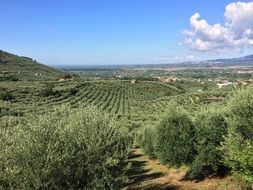 green olives fields
