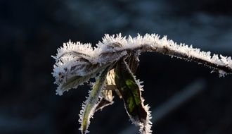 frozen plant in hoarfrost