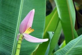 closeup picture of purple Banana Flower among leaves