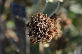hairy flower seeds