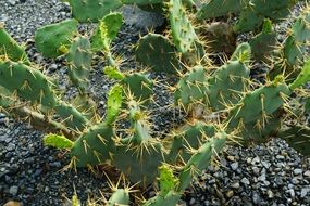 cactus with long spikes in the british virgin islands