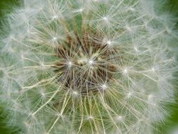 Summer dandelion plant