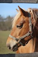 horse with a bridle