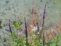 Natural Wildflowers in summertime