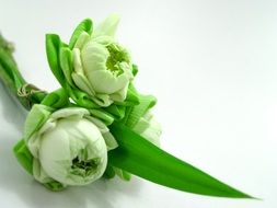 White Flower Lotus in green leaves Decoration
