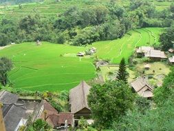panoramic view of rice fields in a village in bali