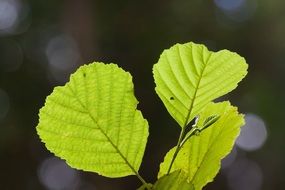 branch with light green leaves on a blurred background