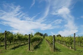 Winery Vines Slope