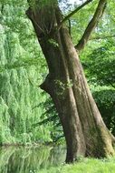 striking Tree Landscape