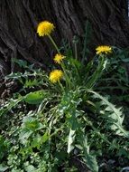 small bush of yellow dandelions under a tree