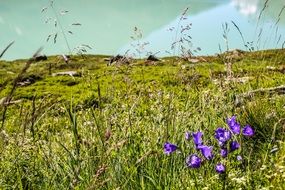 purple wild flowers on a field among green grass