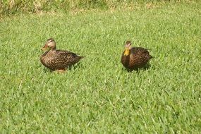 couple of ducks on green grass