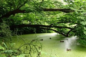 ducks on a green pond in the reserve