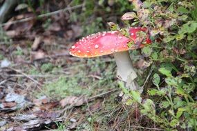 fly agaric under the bush