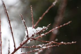 Nature Aesthetic Branches