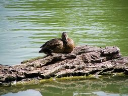 wild ducks on the rock