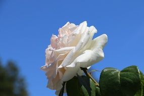 white rose against blue sky on a blurred background