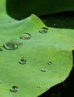 lotus effect