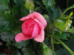 spring blooming roses in the garden