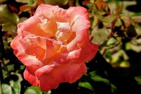 orange rose on the bush