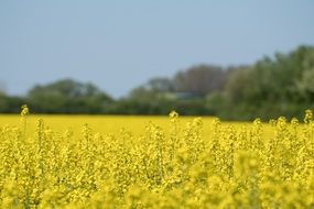 bright rapeseed field among nature