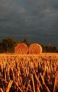 Summer Straw Field