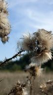 Meadow Herbs