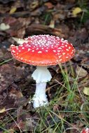 fly agaric on dry foliage in the forest