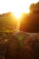 golden autumn sun over a field in Dusseldorf