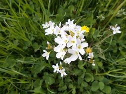 bush of white flowers in green grass