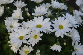 bouquet of white chrysanthemums