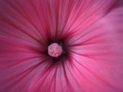 Flower Pink Macro photo