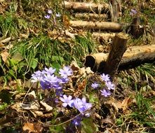 purple flowers near a wooden fence