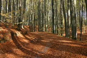 golden forest in autumn