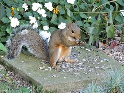 gray squirrel gnaws a nut in the garden