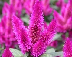 Pink blossoms in a garden