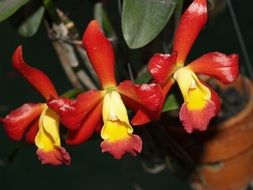 Orchid Flower Bright red yellow