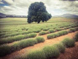 Lonely Tree on Lavender Field, summer landscape