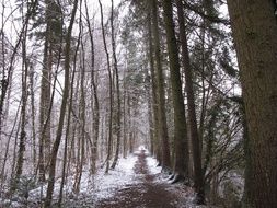 grey Winter Forest
