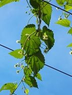 green leaves with blooming against a bright blue sky