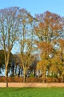 cemetery behind trees at fall