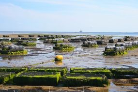 Oyster Farm Shellfish seashore view