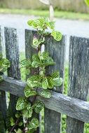 green plant weaves on a wooden fence