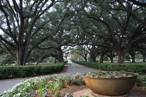 Plantation Tree Allee