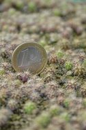 Coin of one euro among cacti