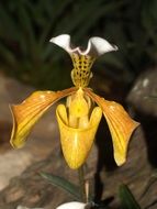 Orchid Flower Bright Yellow bloom
