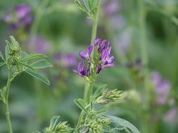 wild light purple flowers