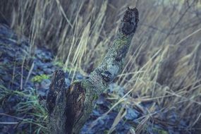 closeup photo of cones and dry grass in the forest